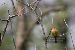 Empidonax fulvifrons