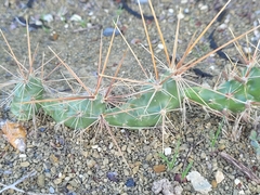Grusonia schottii