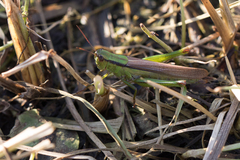 Mecostethus parapleurus