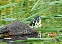 Trachemys venusta venusta