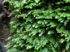 Plagiothecium curvifolium