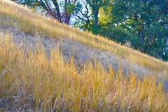Elymus glaucus