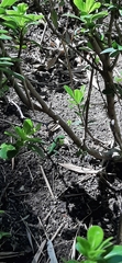 Iguanidae