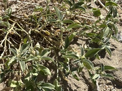 Ditaxis serrata