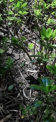 Iguanidae