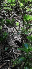 Iguanidae