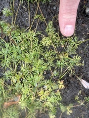 Ranunculus