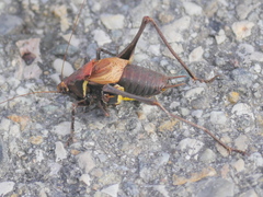 Pholidoptera aptera