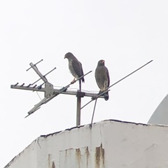 Rupornis magnirostris