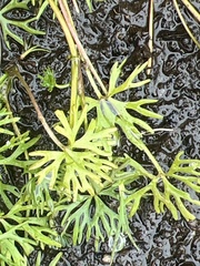 Ranunculus