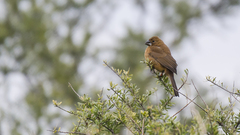 Cyanoloxia brissonii