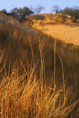 Elymus glaucus