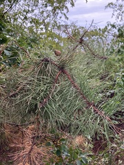 Pinus rigida