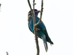 Eurystomus orientalis