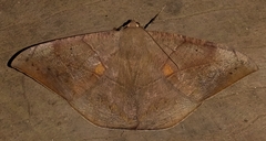 Oxydia trychiata