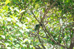 Psilopogon duvaucelii