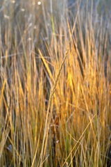 Elymus glaucus