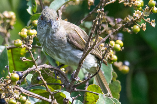 Streaked Bulbul (Ixos malaccensis), photo 8