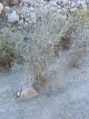 Psorothamnus spinosus