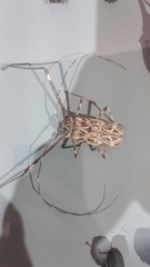 Acrocinus longimanus