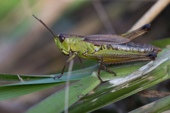 Pseudochorthippus montanus