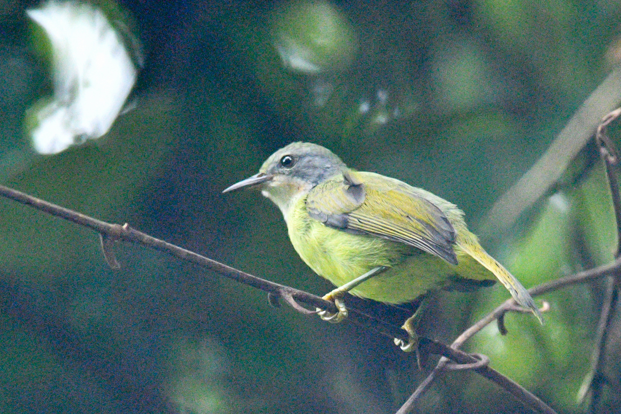 Ruby-cheeked Sunbird