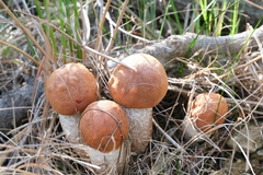 Leccinum