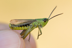 Pseudochorthippus montanus