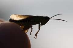 Pseudochorthippus montanus