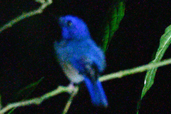 Cyornis turcosus