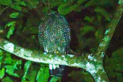 Spilornis cheela pallidus