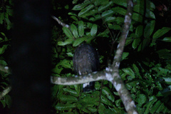 Spilornis cheela pallidus