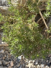 Peucephyllum schottii