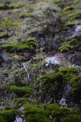 Tagetes coronopifolia