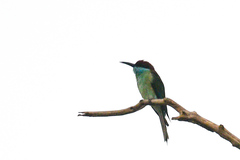 Merops viridis