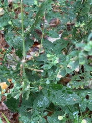 Symphyotrichum shortii