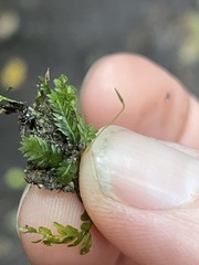 Fissidens taxifolius