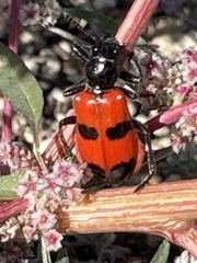 Aulicus edwardsii