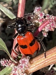 Aulicus edwardsii