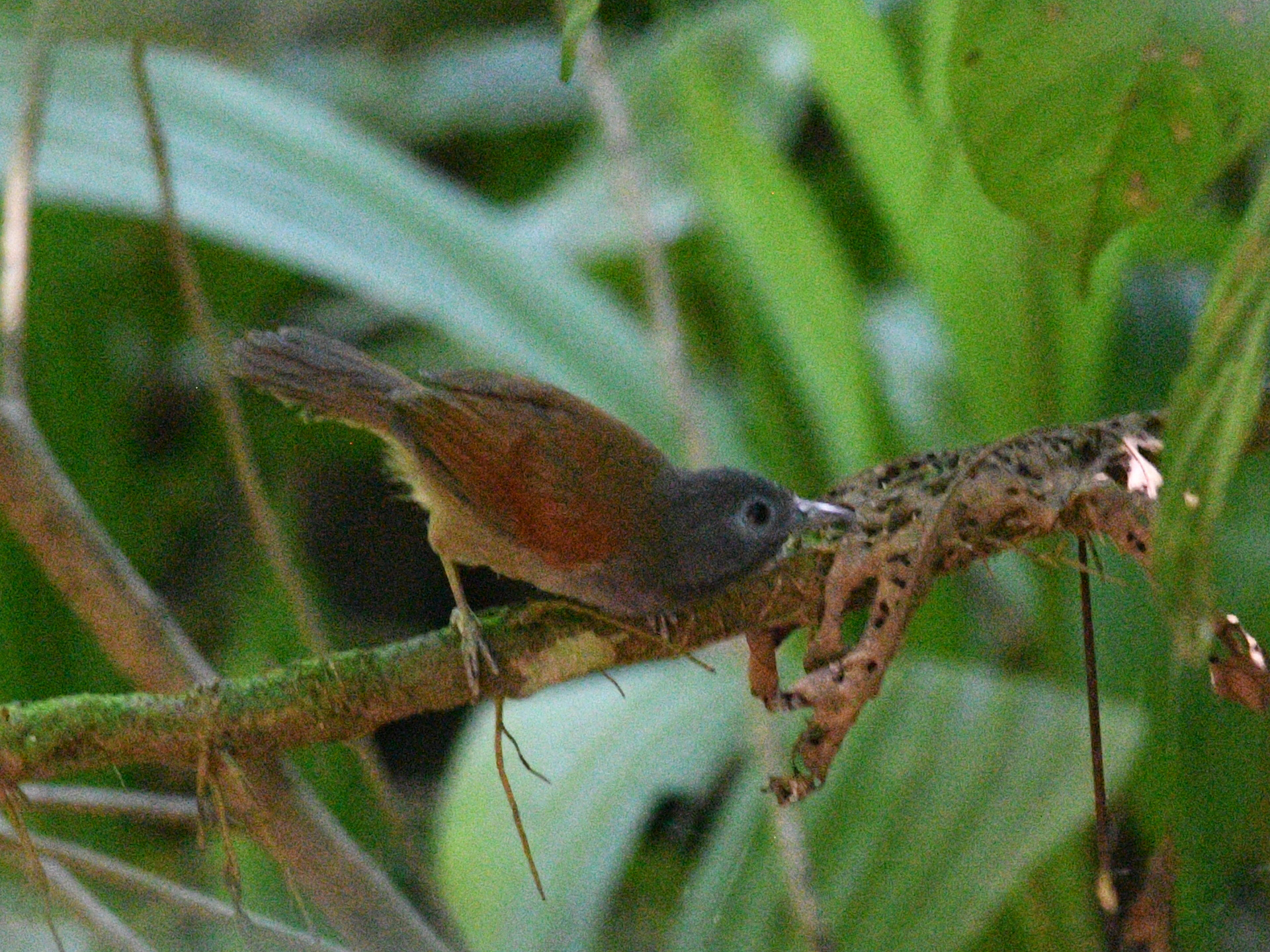 Chestnut-winged Babbler