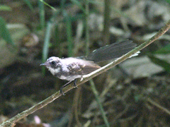 Rhipidura javanica