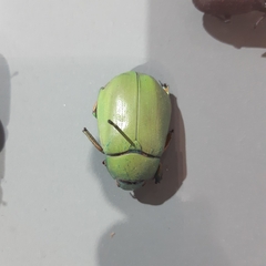 Chrysina macropus