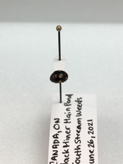 Brachiacantha decempustulata