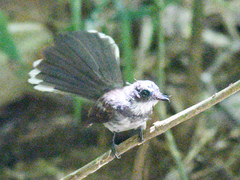Rhipidura javanica
