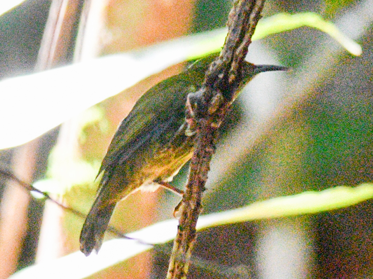 Purple-naped Spiderhunter