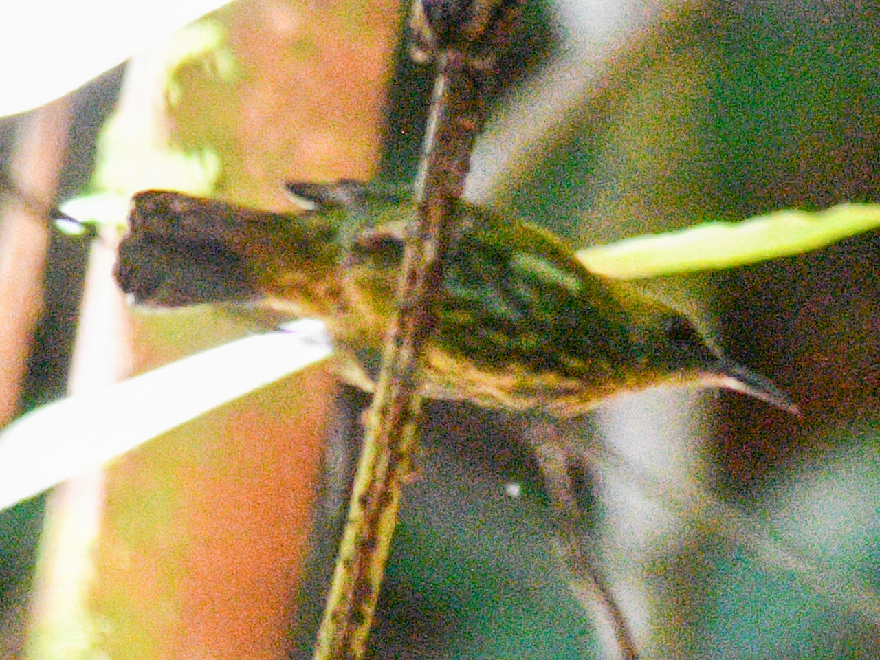 Purple-naped Spiderhunter