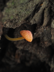 Mycena acicula