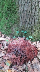 Podoscypha multizonata