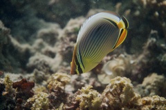 Chaetodon trifasciatus