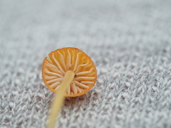 Mycena acicula